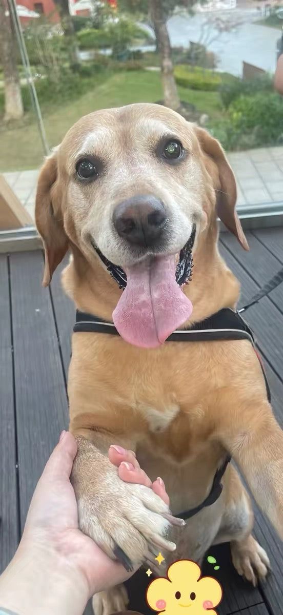 Start Your Custom Pet Portrait – Reserve Your Artist for $10